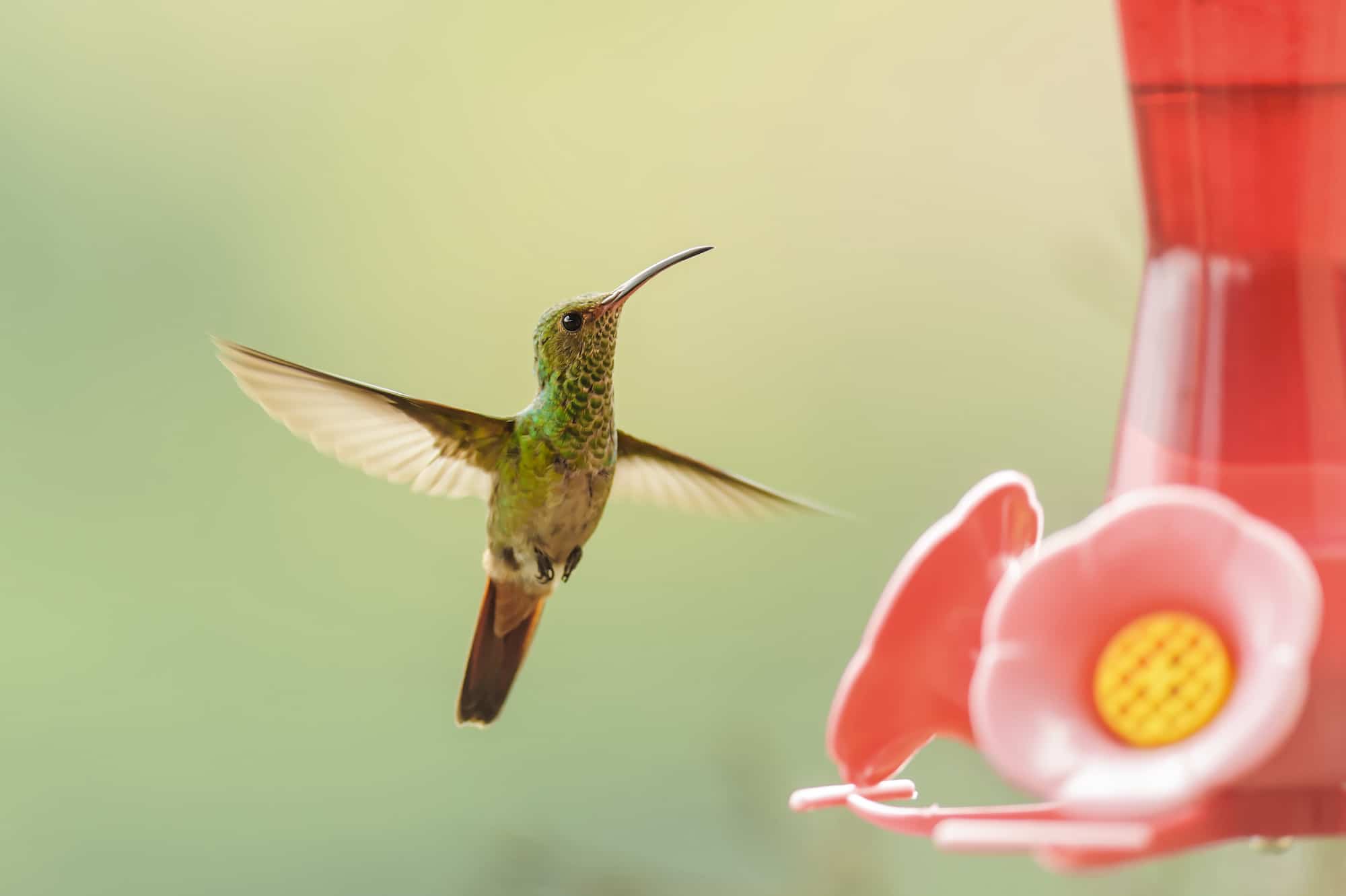 Make Safe Hummingbird Food: Correct Sugar, Water & No Red Dye
